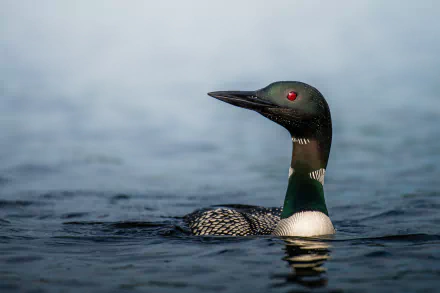 Common Loon Desktop Wallpapers Phone Wallpaper Pfp Gifs And More