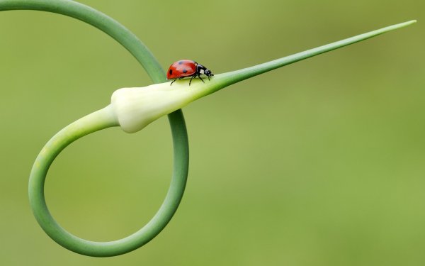 Animal - insect Wallpapers and Backgrounds