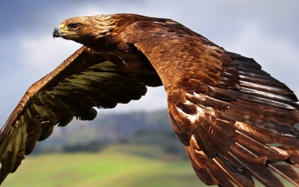 Animal - eagle Wallpapers and Backgrounds