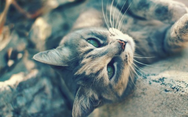 Animal - cat Wallpapers and Backgrounds