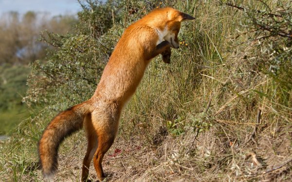 Animal - fox Wallpapers and Backgrounds