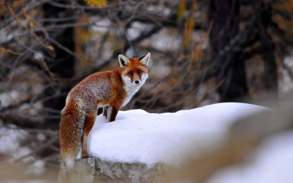 Animal - fox Wallpapers and Backgrounds