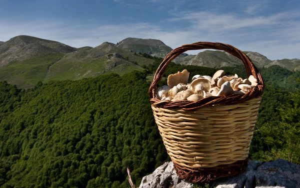 Food - mushroom Wallpapers and Backgrounds