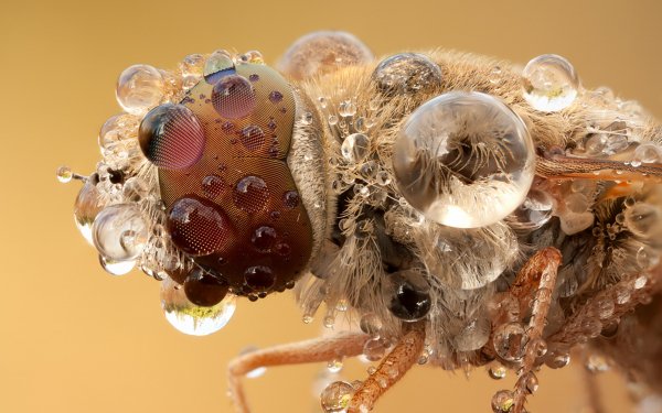 Animal - insect Wallpapers and Backgrounds