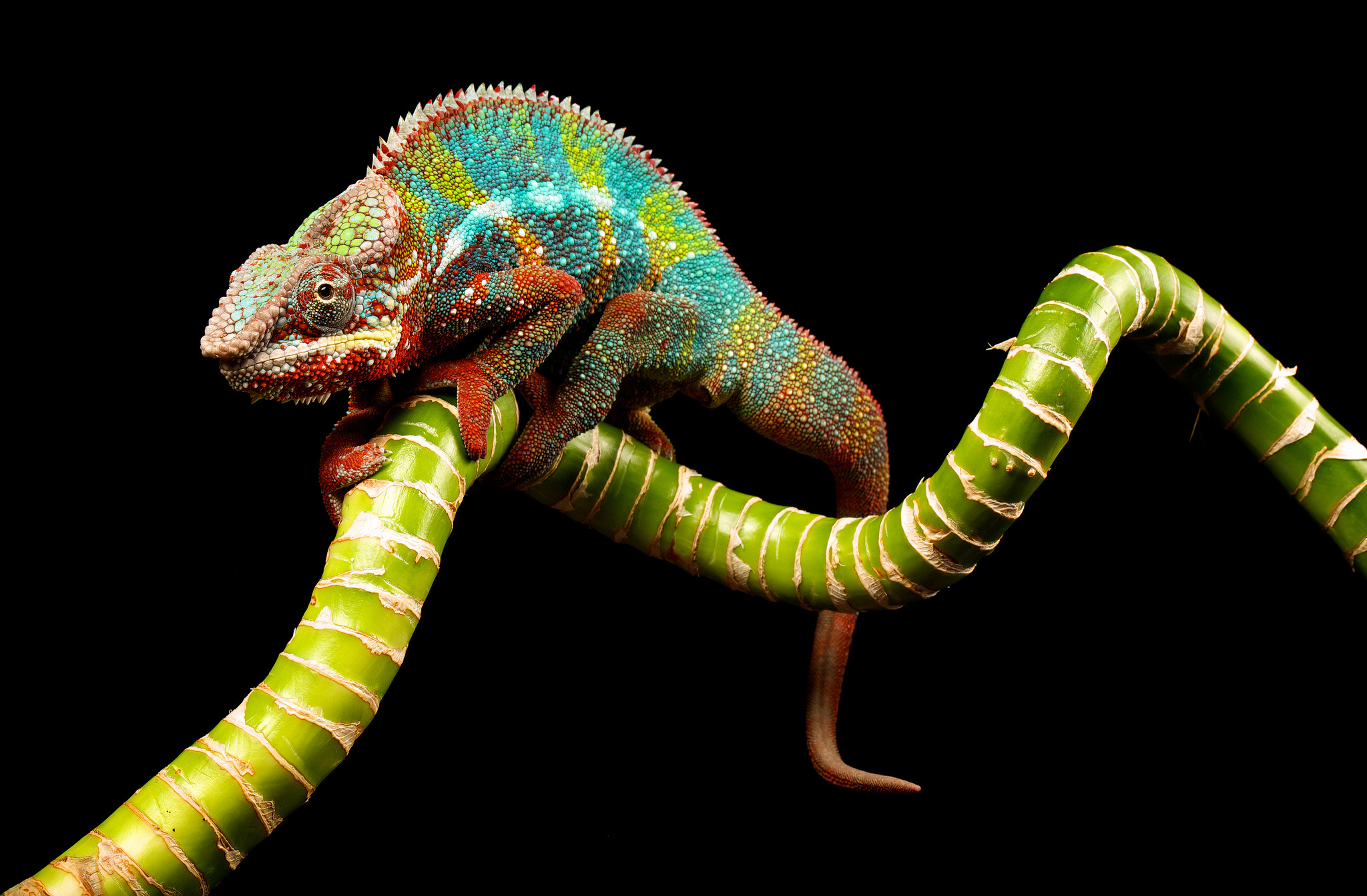 Chameleon Wallpaper Hd