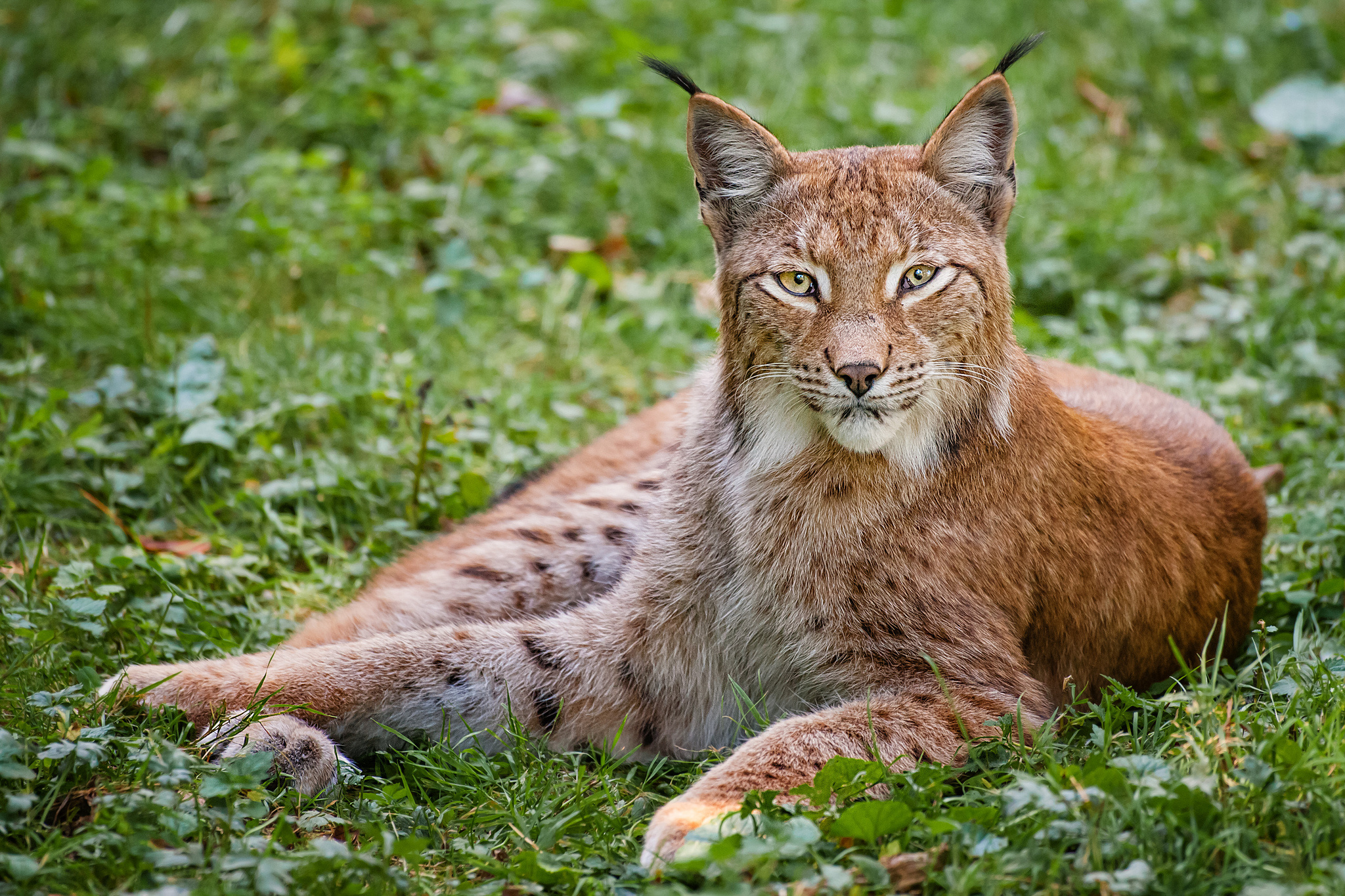 Bobcat Computer Wallpapers, Desktop Backgrounds | 2048x1365 | ID:332579