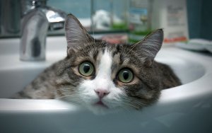 Animal - cat Wallpaper