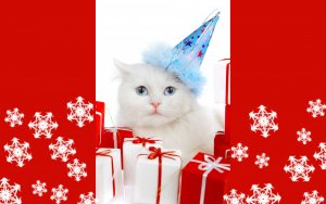 Animal - cat Wallpaper