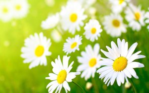 Earth - flower Wallpaper