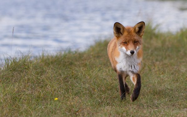 Animal - fox Wallpapers and Backgrounds