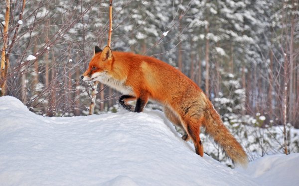 Animal - fox Wallpapers and Backgrounds