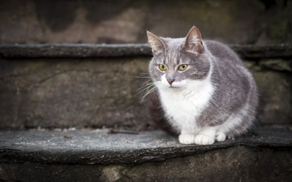 Animal - cat Wallpapers and Backgrounds