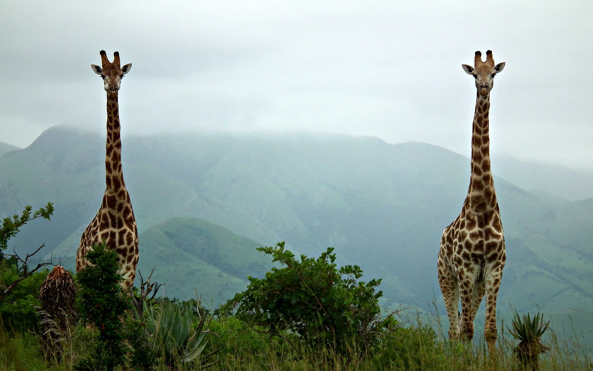 Жираф в природе фото