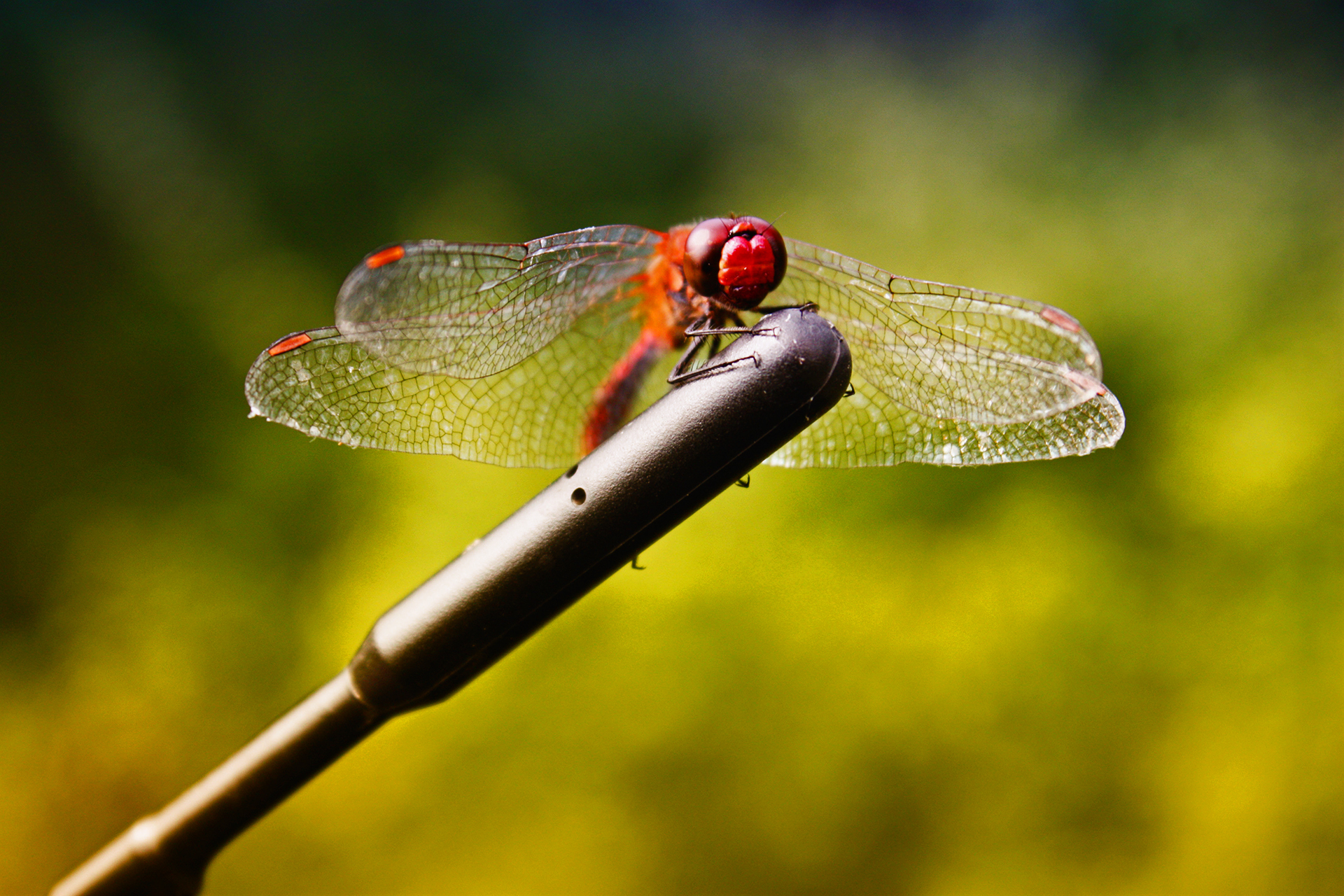 Animal - dragonfly Wallpaper
