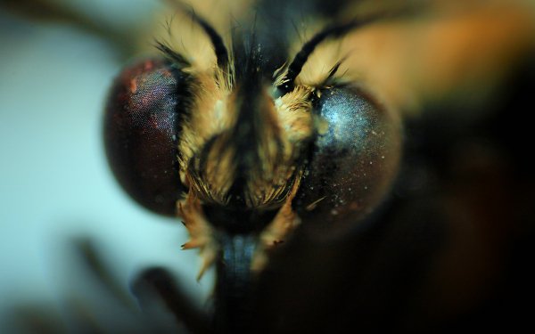 Animal - insect Wallpapers and Backgrounds