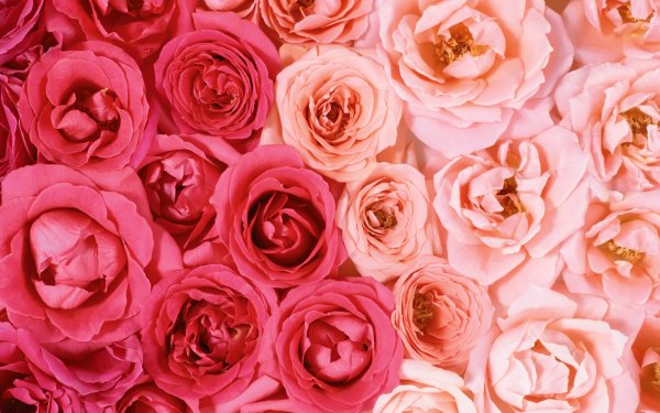 Earth - flower Wallpapers and Backgrounds