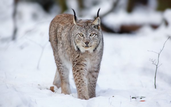 Animal - lynx Wallpapers and Backgrounds