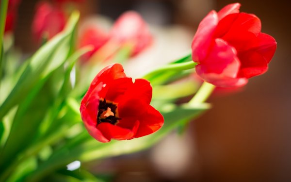 Earth - flower Wallpapers and Backgrounds
