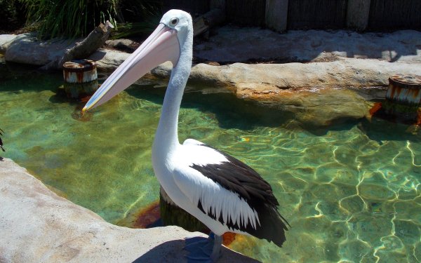 Animal - pelican Wallpapers and Backgrounds