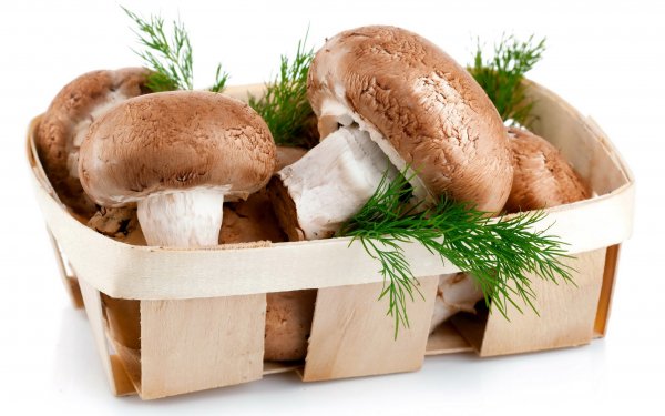 Food - mushroom Wallpapers and Backgrounds