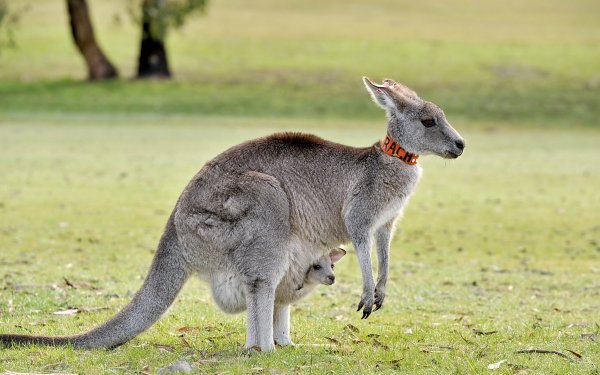 Animal - kangaroo Wallpapers and Backgrounds