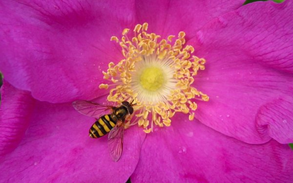 Animal - bee Wallpapers and Backgrounds