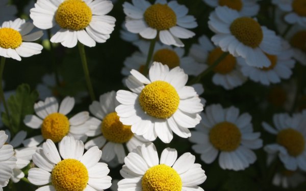Earth - flower Wallpapers and Backgrounds