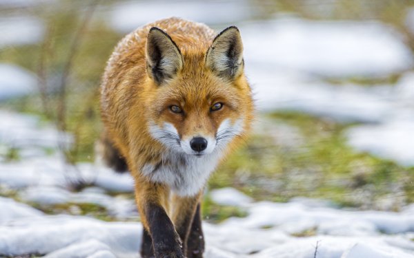 Animal - fox Wallpapers and Backgrounds