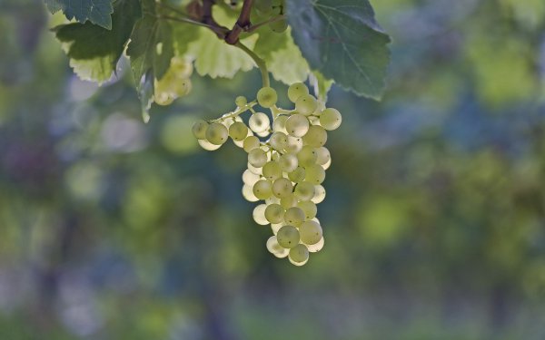 Food - grapes Wallpapers and Backgrounds