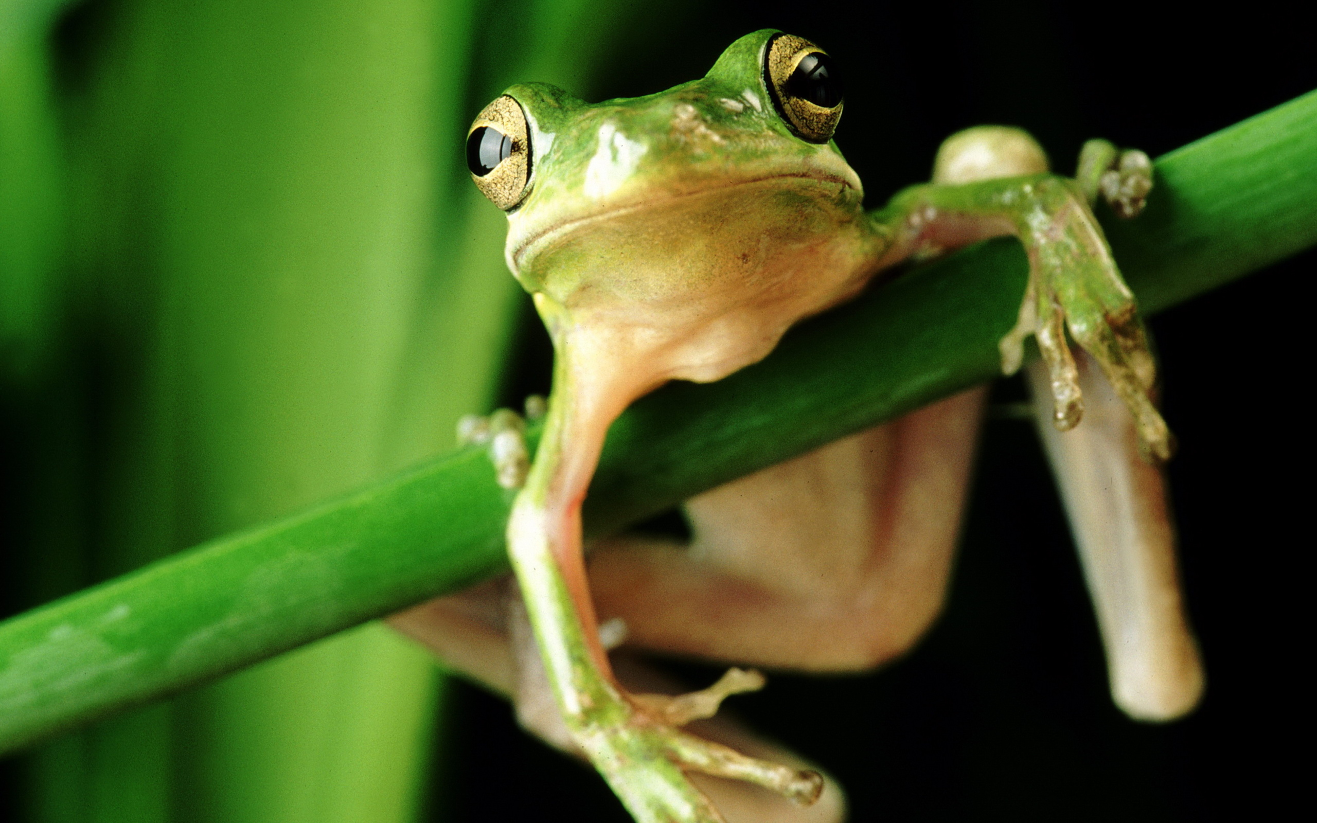 Frosch Wallpapers, Hintergründe 2560x1600 ID396802