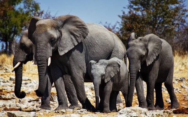 Animal - elephant Wallpapers and Backgrounds