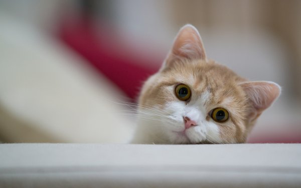 Animal - cat Wallpapers and Backgrounds