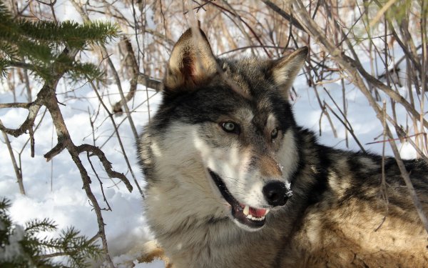 Animal - wolf Wallpapers and Backgrounds