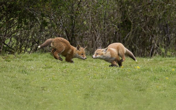 Animal - fox Wallpapers and Backgrounds