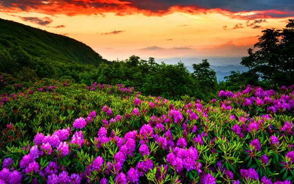 Earth - flower Wallpapers and Backgrounds
