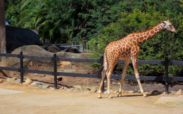 Animal - giraffe Wallpapers and Backgrounds