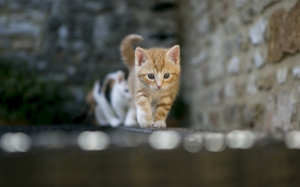 Animal - cat Wallpapers and Backgrounds