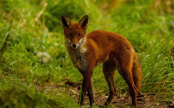 Animal - fox Wallpapers and Backgrounds