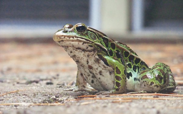 Animal - frog Wallpapers and Backgrounds