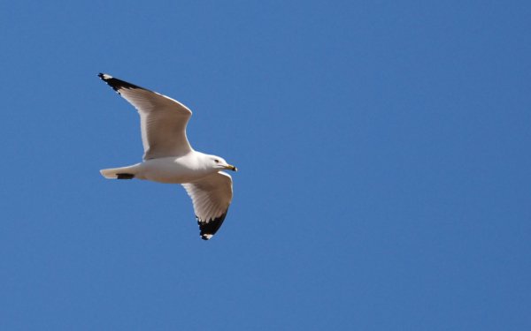 Animal - bird Wallpapers and Backgrounds
