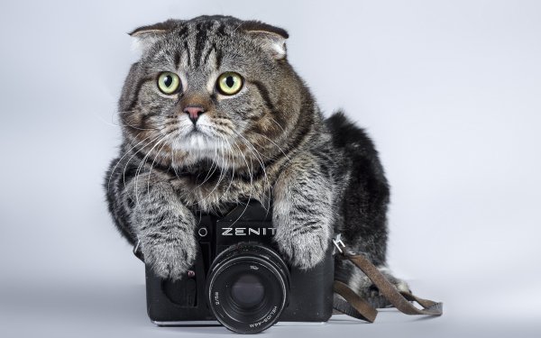 Animal - cat Wallpapers and Backgrounds