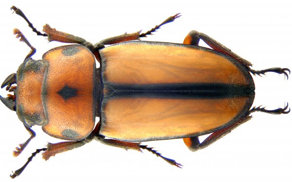 Animal - insect Wallpapers and Backgrounds