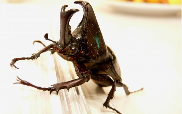 Animal - insect Wallpapers and Backgrounds
