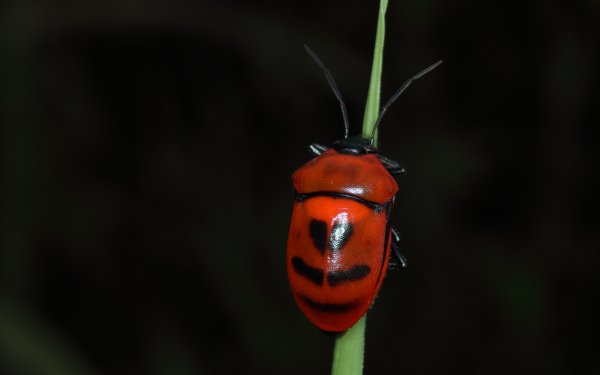 Animal - insect Wallpapers and Backgrounds