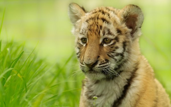 Animal - tiger Wallpapers and Backgrounds