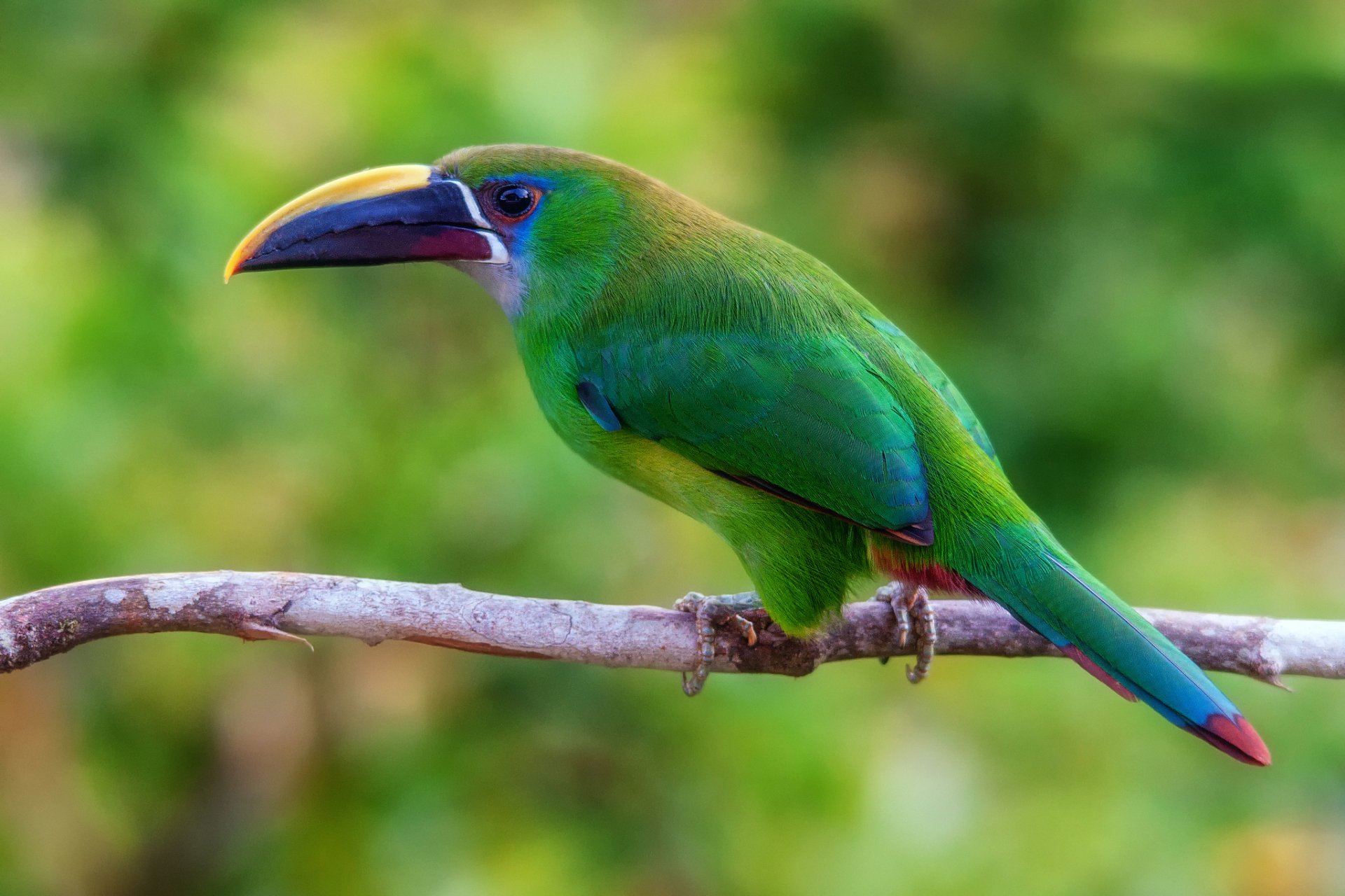 Vibrant Toucan Stunning HD Wallpaper