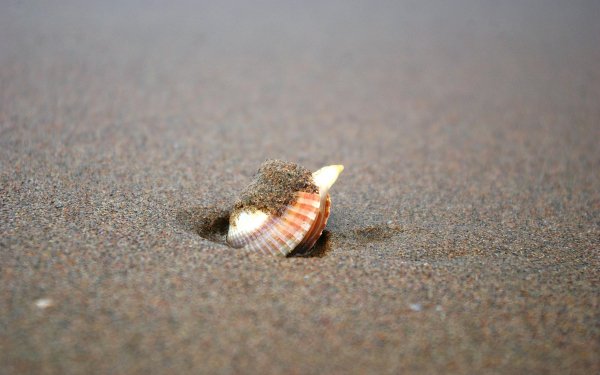 Earth - shell Wallpapers and Backgrounds