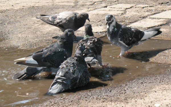 Animal - pigeon Wallpapers and Backgrounds