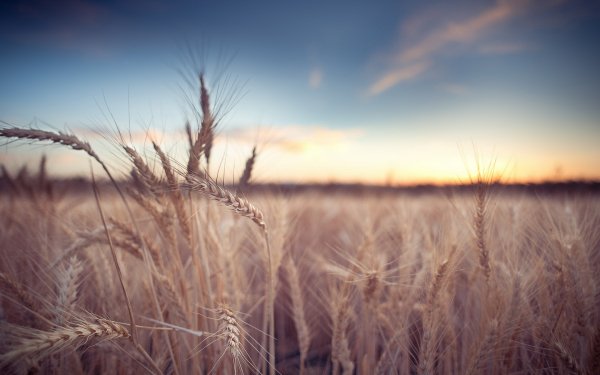 Earth - wheat Wallpapers and Backgrounds