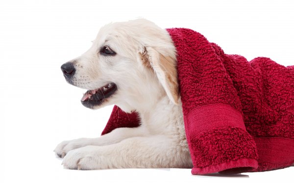 Animal - dog Wallpapers and Backgrounds